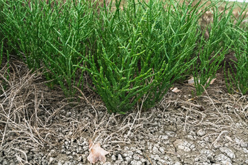 common glasswort growing close up view