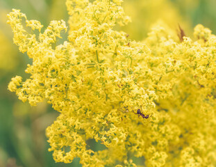 Galium verum in bloom with ant sitting on it
