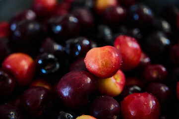 ripe cherries are poured into a bowl close-up