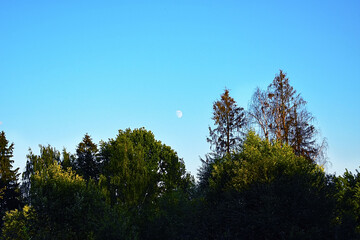 Obraz premium forest in the morning