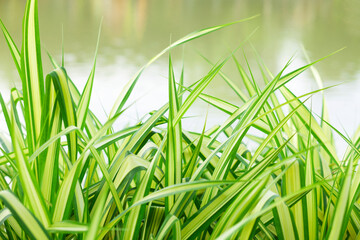 Fresh Spider Plant or Chlorophytum bichetii (Karrer) Backer