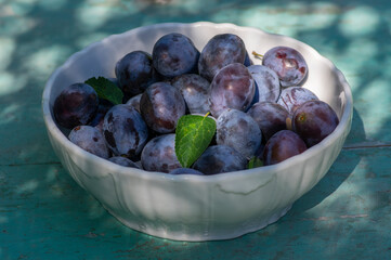 Fruits of prunus domestica tree in white bowl on vintage green background with cracked surface, tasty ripened dark blue plums