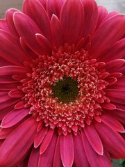 pink gerber daisy