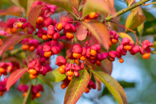 Euonymus europaeus european common spindle capsular ripening autumn fruits, red to purple or pink colors with orange seeds