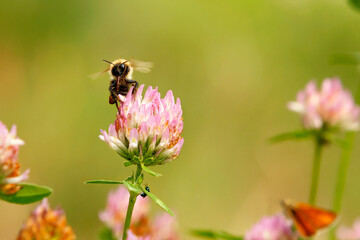 A bee flying up to a pink clover flower to collect nectar.