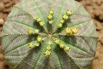 Baseball plant with flowers, Euphorbia obesa