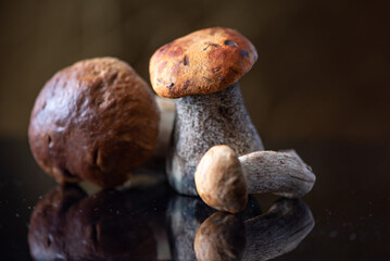 Fresh edible organic mushrooms in the studio, close-up.