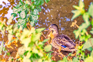 Lonely wild duck hidden in the bushes.