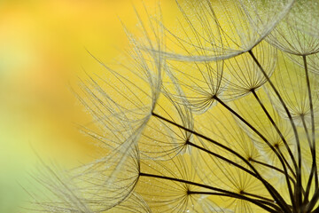Winged seeds of dandelion head plant with dew drops