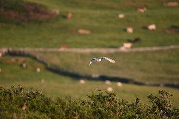 Barn owl hunting