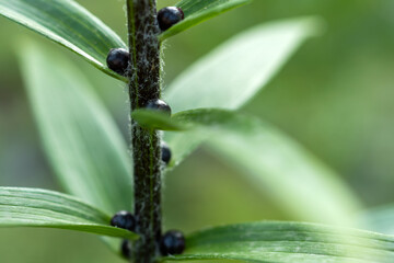 Lily buds close-up on a stem on a blurred background