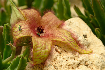 Flower detail of Stapelia gigantea,  carrion plant with green flies laying eggs at its center.