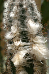 old man cactus beard growing around thorns