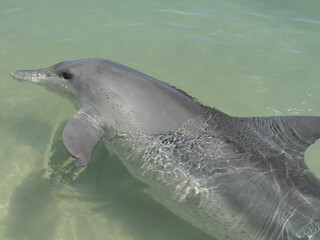 Close side view of a wild dolphin swimming in the turquoise green water. Gray dolphin, dorsal fin,...