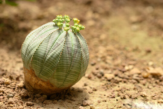 Baseball plant with flowers, Euphorbia obesa