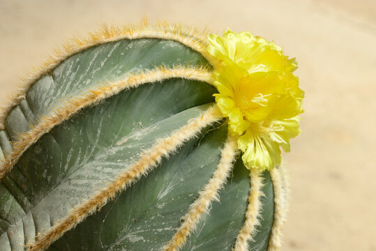 Yellow flowers of succulent plant Parodia magnifica