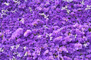 Blue and purple flowers of sea-lavender, statice, caspia, marsh-rosemary in thick carpet,