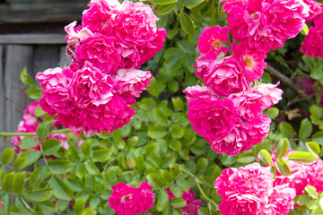 Pink bright roses on old rough wooden wall and window background. Selective focus.