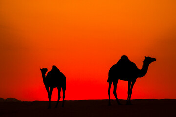Fototapeta na wymiar Camels in golden hour dessert view, Jeddah , Saudi Arabia