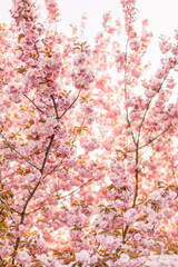 Chery blossom branch with pink flower background