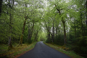 Obraz premium Road within tunnel of trees