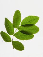 leaves branch background fresh green colored