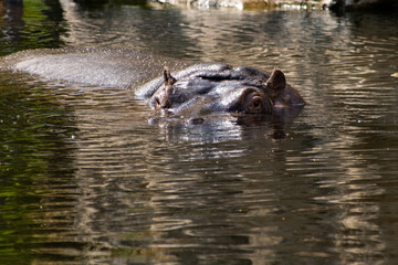 Fototapeta premium Nilpferd im Wasser