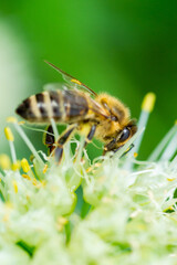 Honey Bee on Flower, Close Up Macro
