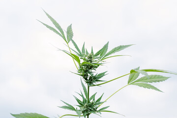 Cannabis plants growing at outdoor farms. Photo with the formula CBD (cannabidiol). Close-up. Concept of cannabis plantation for medical.