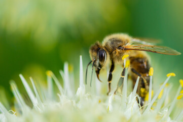 Honey Bee on Flower, Close Up Macro