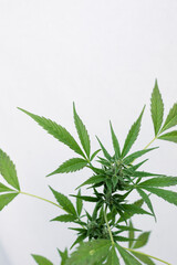 Cannabis plants growing at outdoor farms. Photo with the formula CBD (cannabidiol). Close-up. Concept of cannabis plantation for medical.