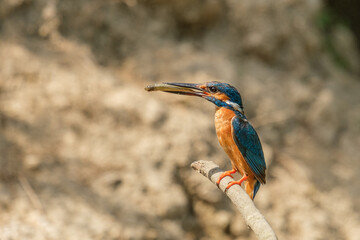 Common kingfisher in the Danube Delta, Romania