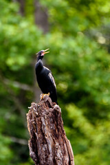 Vocalizing Anhinga Perched On Tree Stump-1558