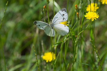 Ein großer Kohlweißling zwischen gelben Blüten und Gras mit geöffneten Flügeln