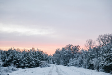Scenic Sunset Snow-Covered Forest In Winter Season. Christmas Background.