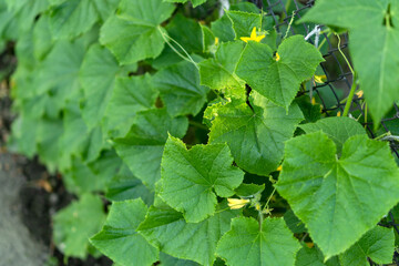 Blooming cucumbers in the garden