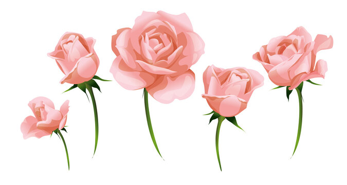 Pale pink roses and rosebud side-view isolated on white vector illustration.