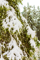 Snowed in icy fir trees landscape Brocken mountain Harz Germany