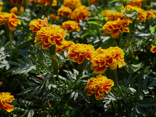the yellow Flowers -Background with the Flowers