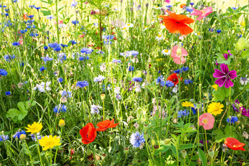 Fototapeta premium Fleurs des champs