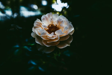 Soft focus of a beautiful white rose blooming at a garden © Jim Briem/Wirestock