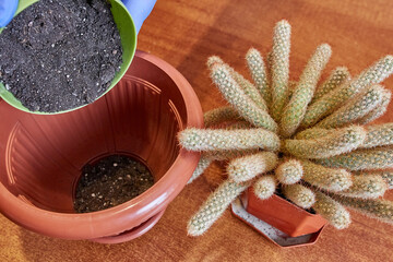 Preparation of cactus, pot and soil for transplanting plants. Adding soil to a new pot. Plant care....