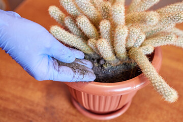 Cactus transplant. Adding and compacting the soil in a new pot. Plant care. Care for cacti.