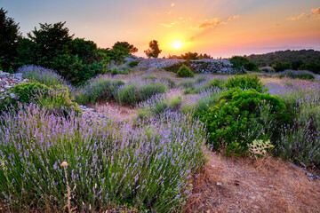 Lavender field on Hvar island at sunset, Croatia - obrazy, fototapety, plakaty