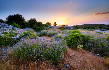 Blooming lavender field on Hvar island at sunset