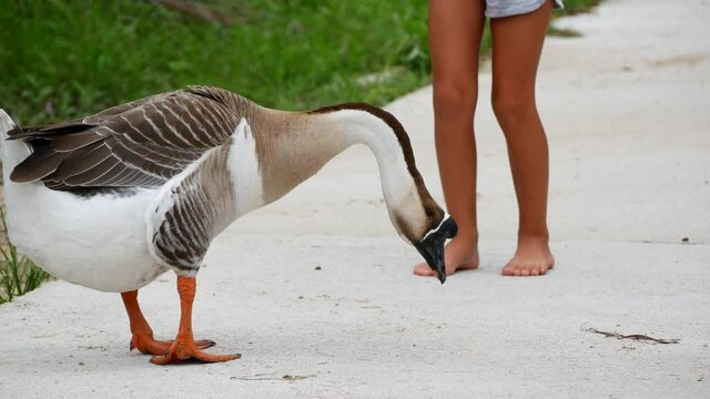 A child tries to pet a goose