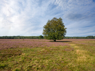Renderklippen bij Heerde, Gelderland Province, The Netherlands