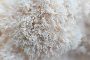 Hericium erinaceus mushroom. mushrooms © TaylerDerden
