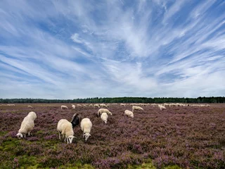 Fototapeten Sheep flock on the Renderklippen bij Heerde, Gelderland Province, The Netherlands © Holland-PhotostockNL