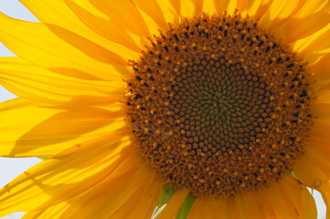 Sunflower natural background. Sunflower blooming. Close-up of sunflower.